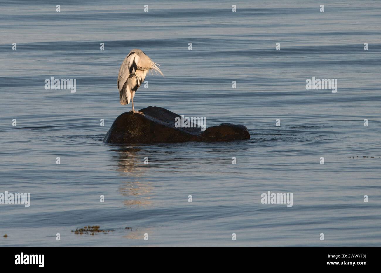 Grey Heron standing on one leg with head tucked into body while preening itself on a rock surrounded by sea Stock Photo