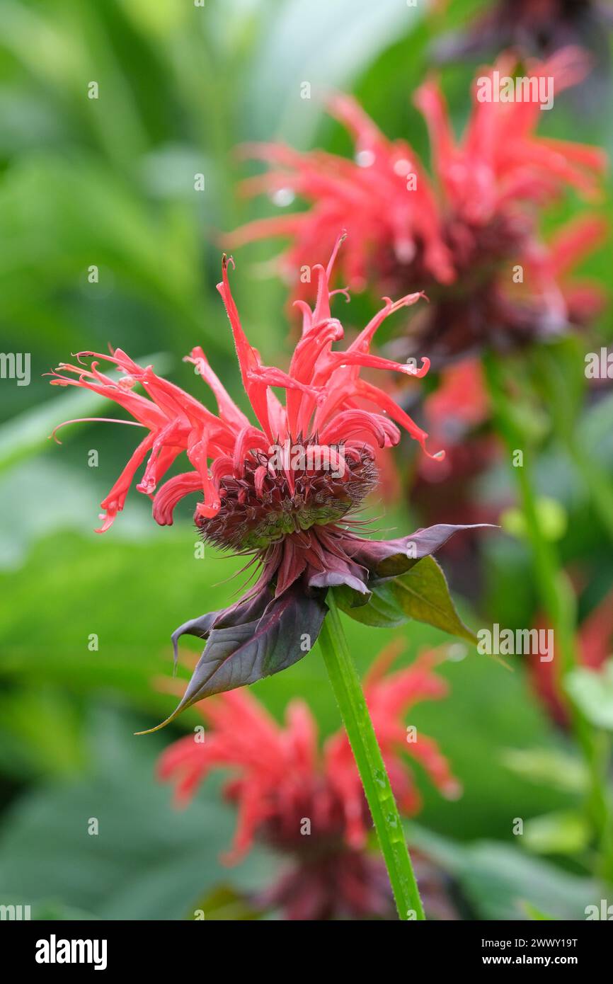 Monarda Gardenview Scarlet, Monarda Gardenview Red, red flowers,  pink-tipped, pale green bracts Stock Photo