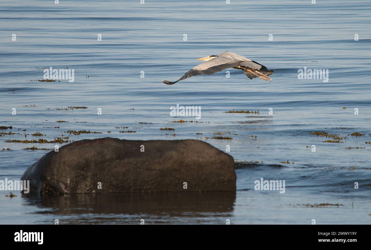 Grey Heron in flight with wings extended over large single rock surrounded by sea Stock Photo