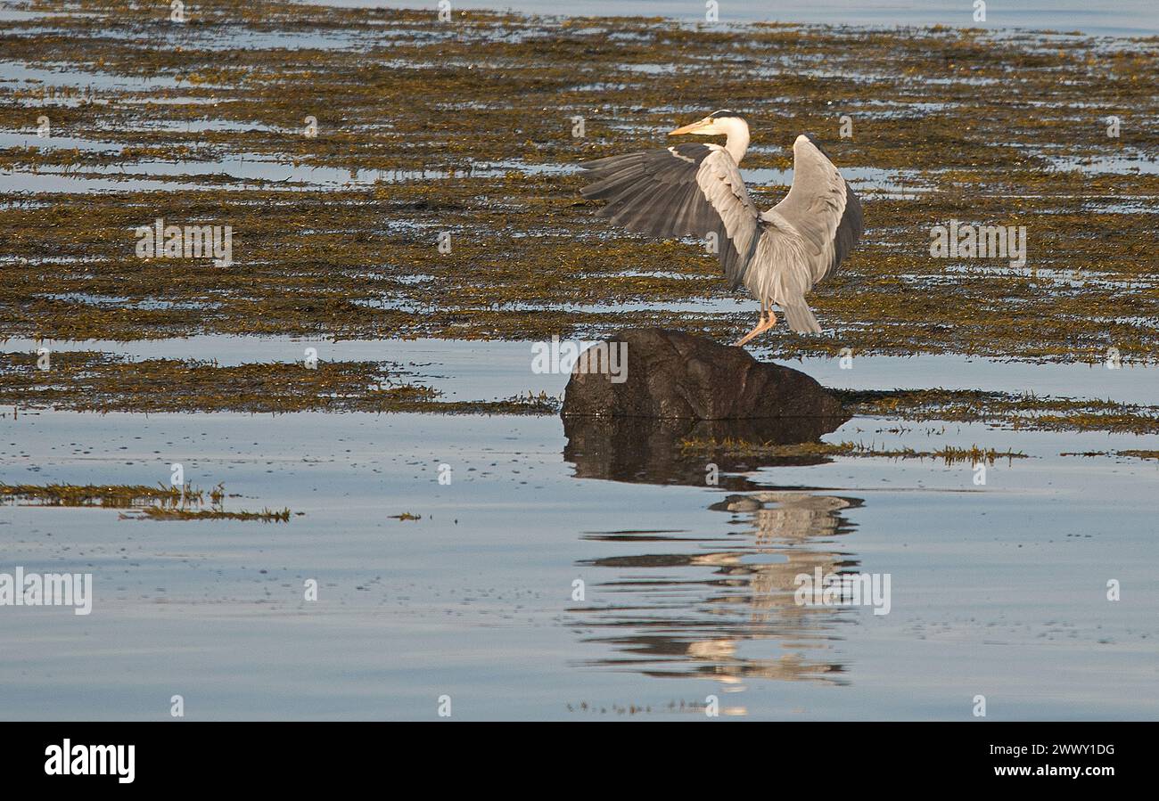 Grey Heron landing on single large rock with wings beginning to fold and a reflection in the water against a backdrop of sea and seaweed Stock Photo