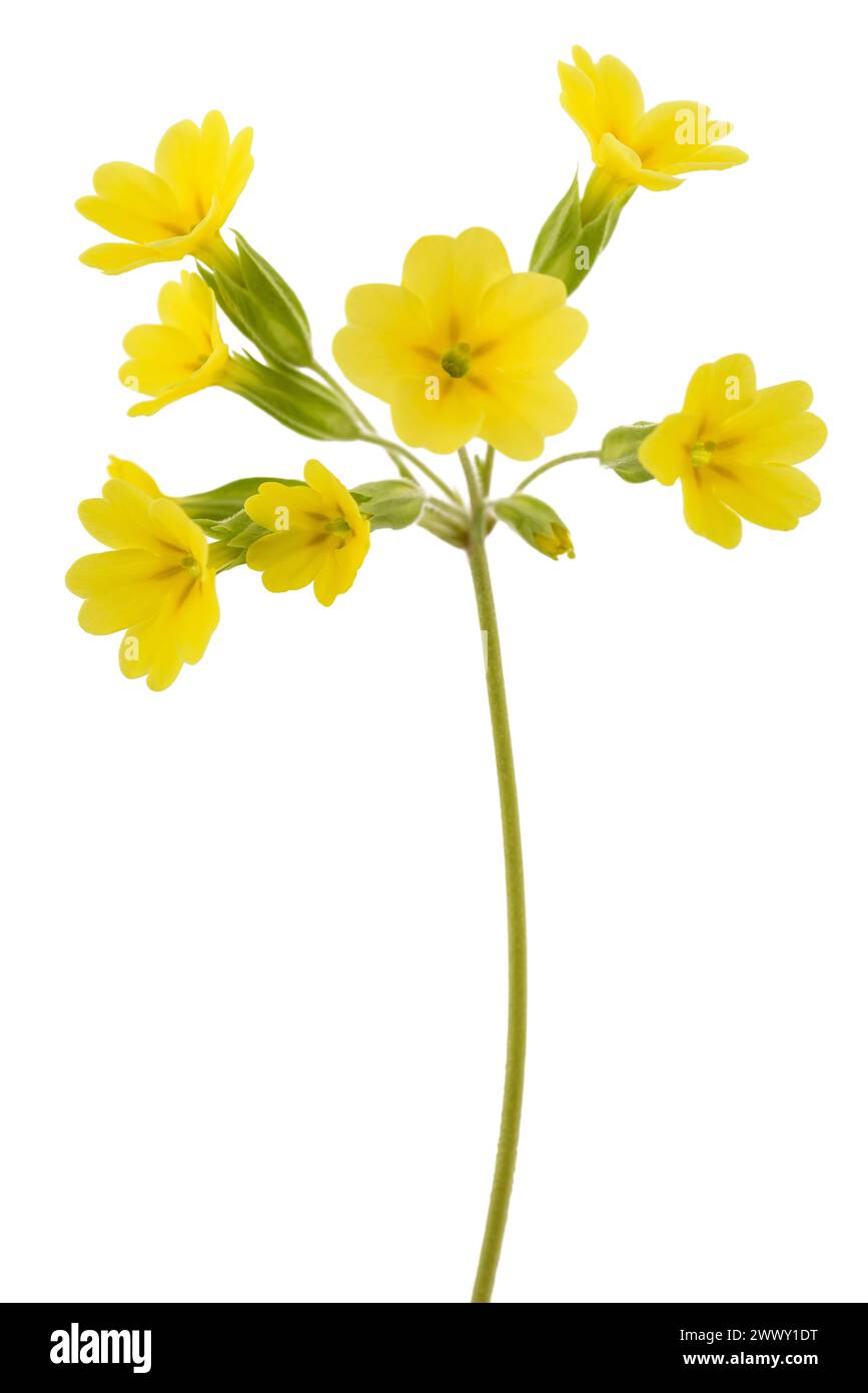 Cowslip Primrose flowers isolated on white background Stock Photo - Alamy