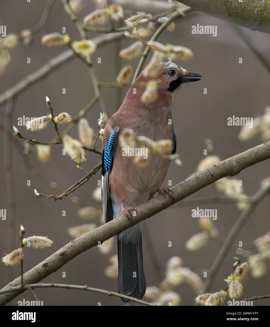 Jay perched on branch in woodland showing full colours of plumage and looking to the right in image Stock Photo