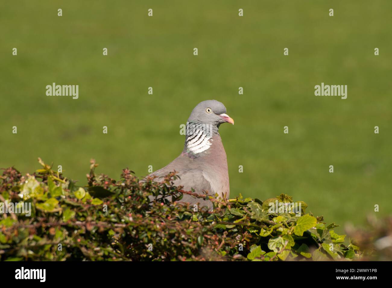 Woodpigeon poking it's head above a bush it is resting on and highlighted against a green background Stock Photo