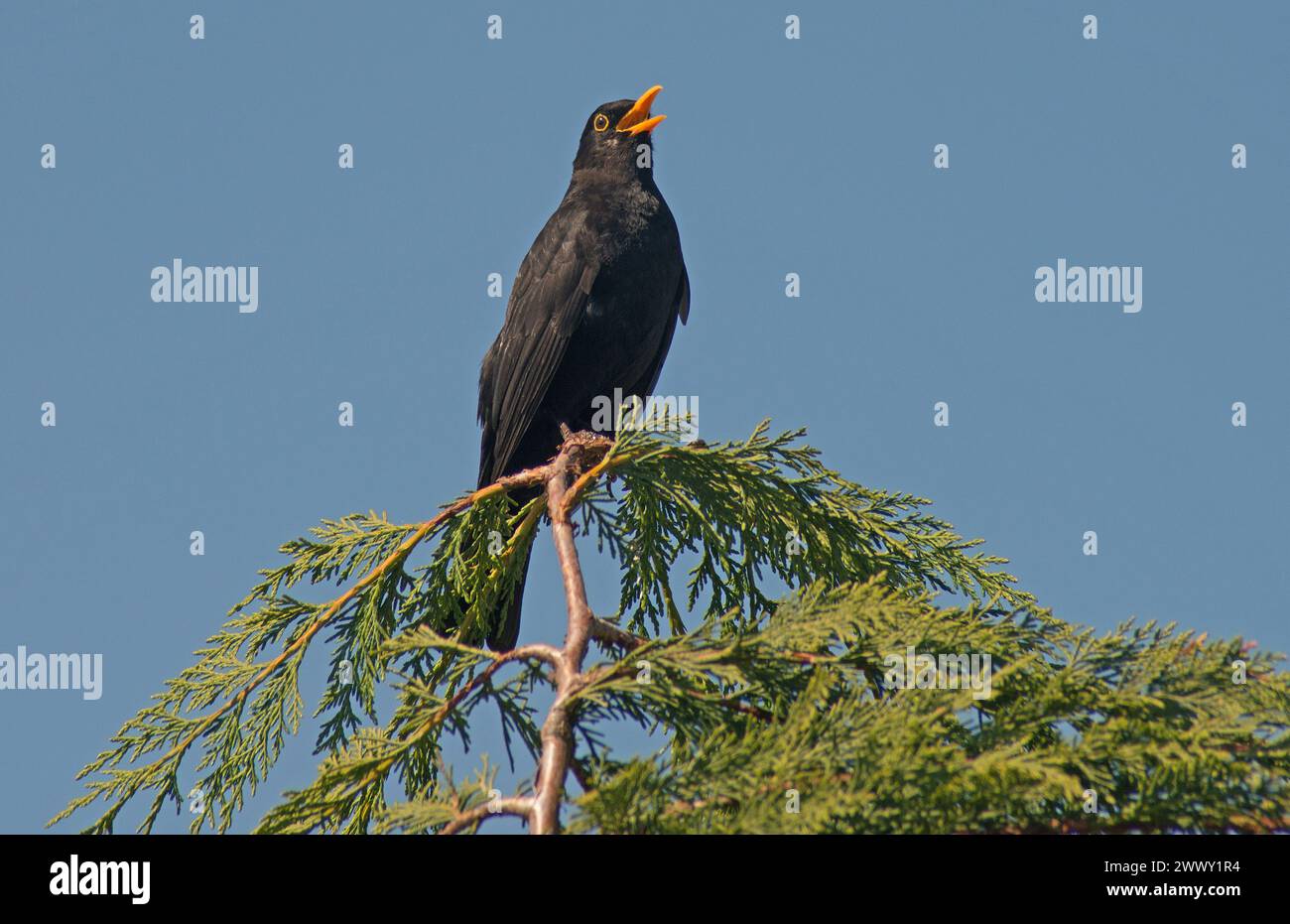 Blackbird perched and singing heartily perched on a conifer branch against a brilliant blue sky Stock Photo