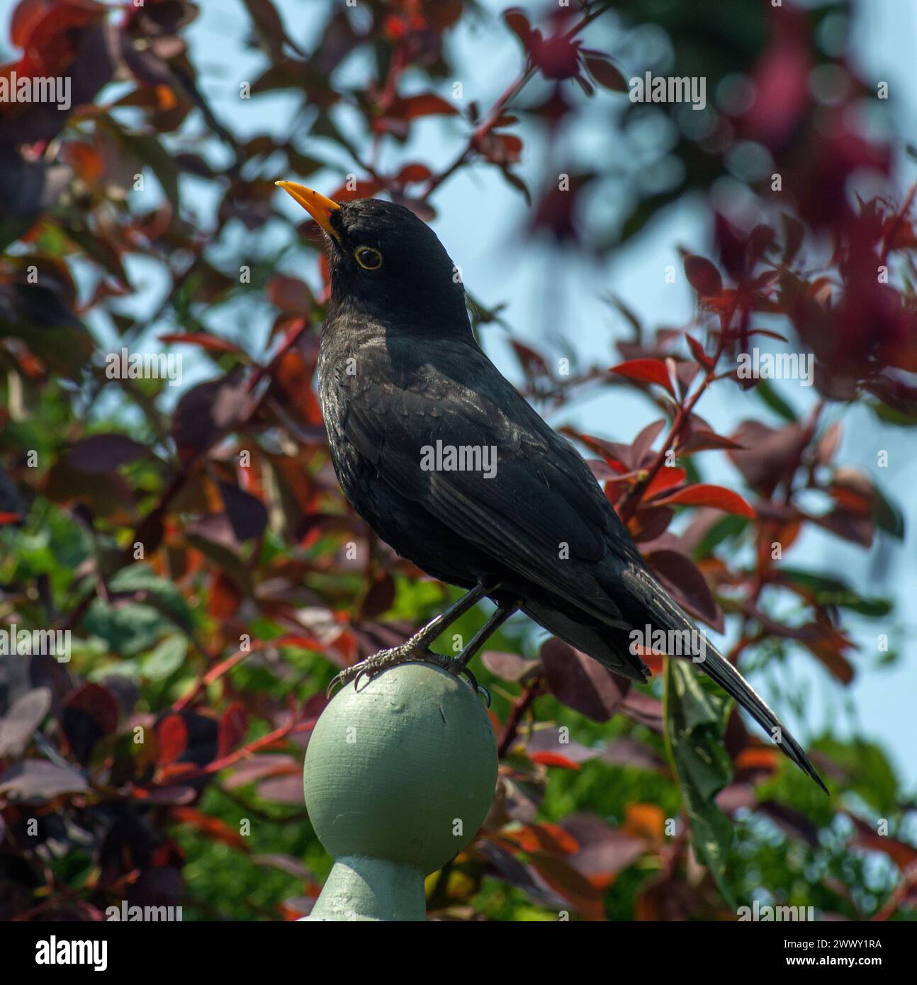 Blackbird relaxed and perched on top of garden obelisk facing left and with head slightly turned to the side in square image Stock Photo