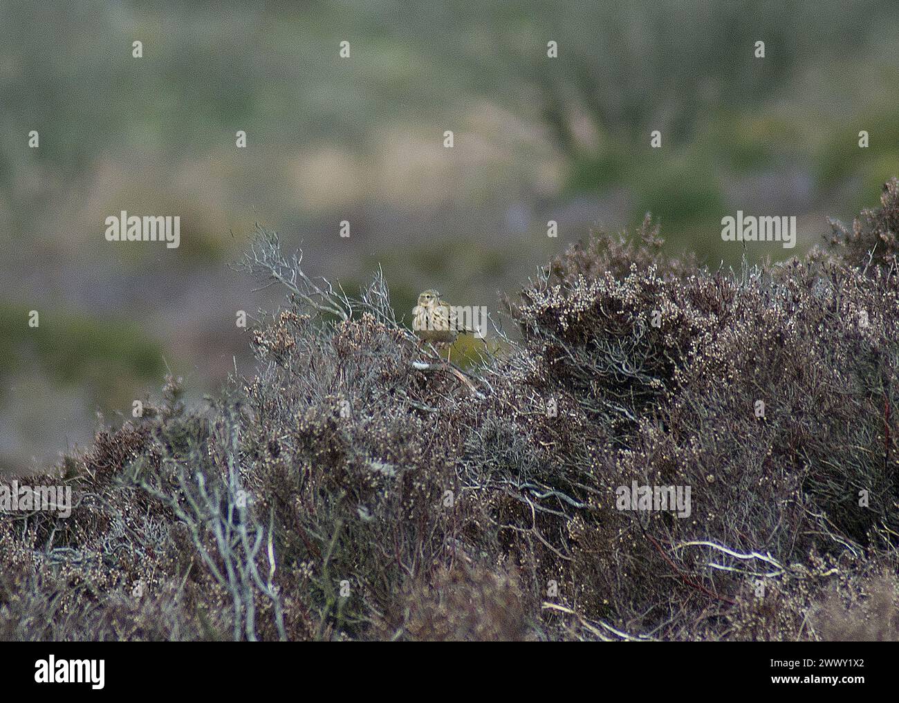 Meadow Pipit perched among heather in mid-March and with blurred background Stock Photo