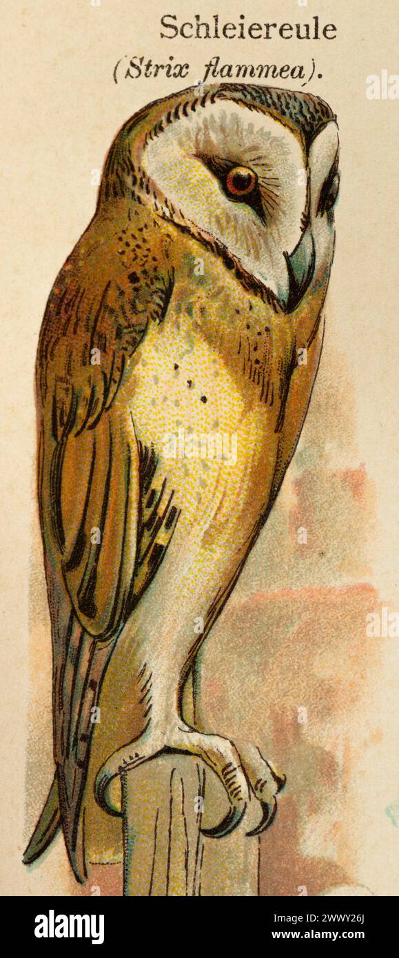 Barn owl illustration hi-res stock photography and images - Alamy, image size:579x1390