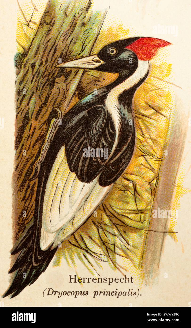 Pileated woodpecker (Dryocopus principalis) or ivory-billed woodpecker (Campephilus principalis), tree trunk, chopping, historical illustration Stock Photo