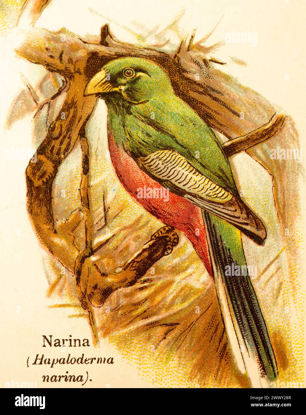 Narina or narina trogon (Apaloderma narina) branches, green, red, historical illustration, World of Birds 1890 Stock Photo
