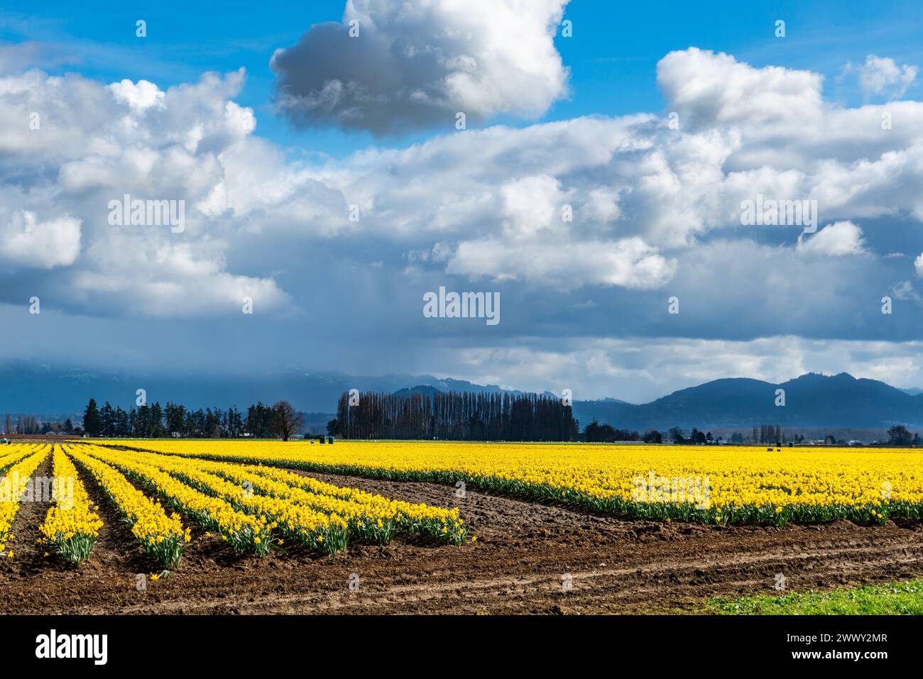 A view of brilliant Daffodils in a field with treess behind. Near La Conner, Washington Stock