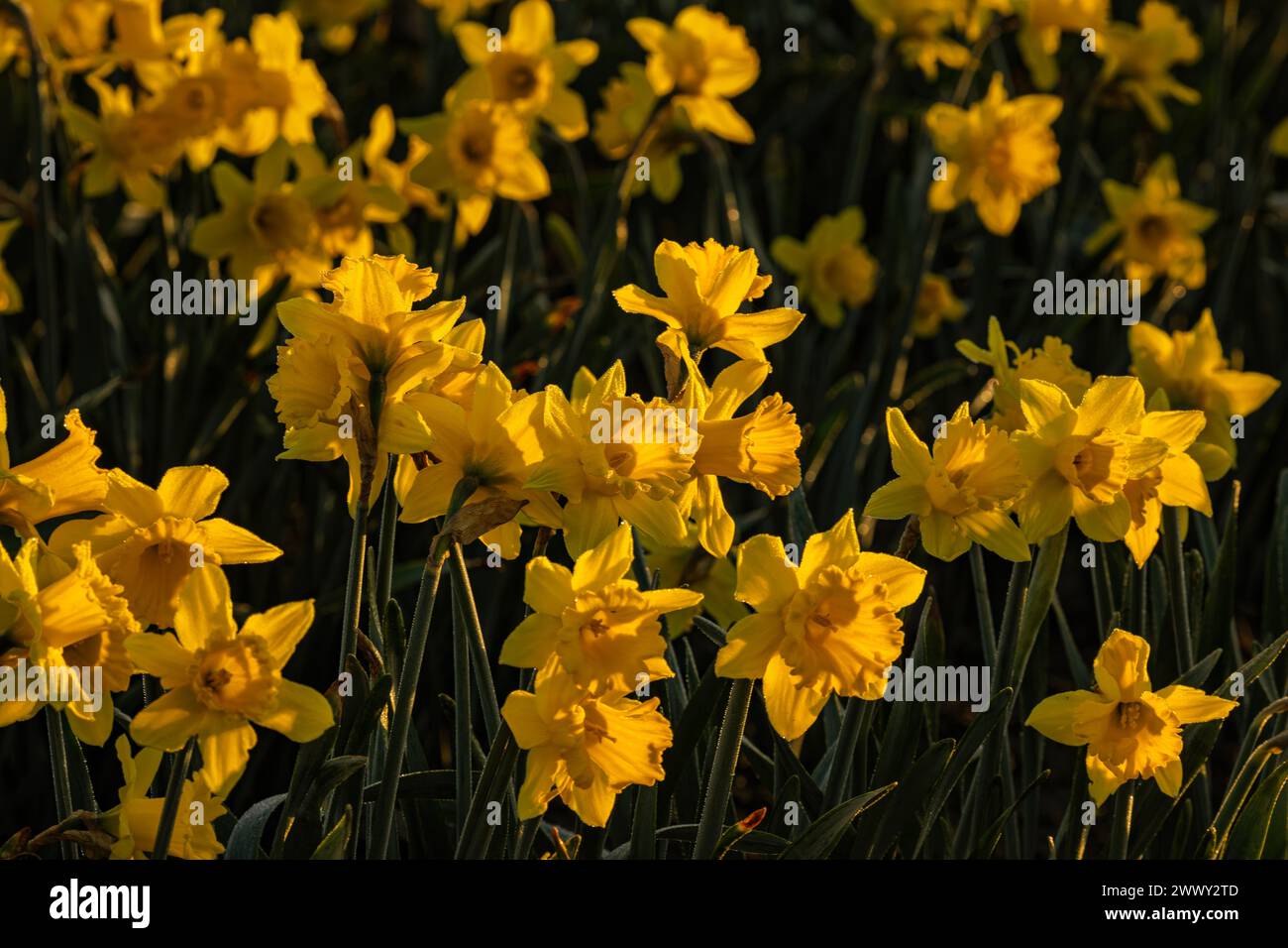 WA25126-00...WASHINGTON - A commercial field of daffodils blooming at sunrise in the Skagit Valley near Mount Vernon. Stock Photo