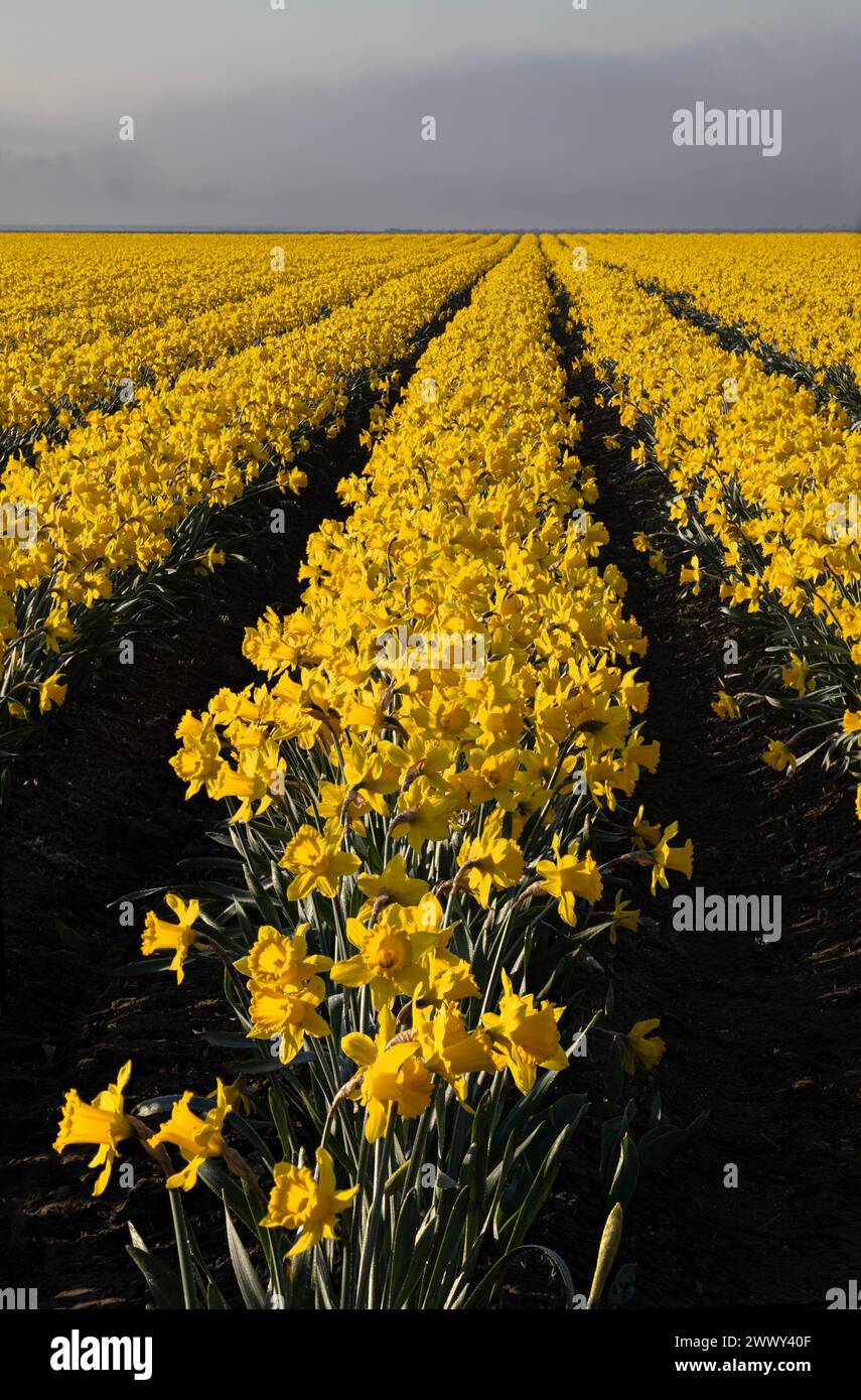 WA25132-00...WASHINGTON - A commercial field of Yellow Trumpet daffodils in the Skagit Valley. Stock Photo