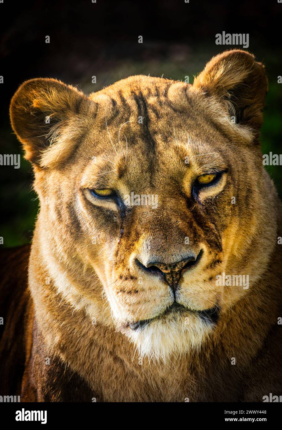 Lioness Stock Photo