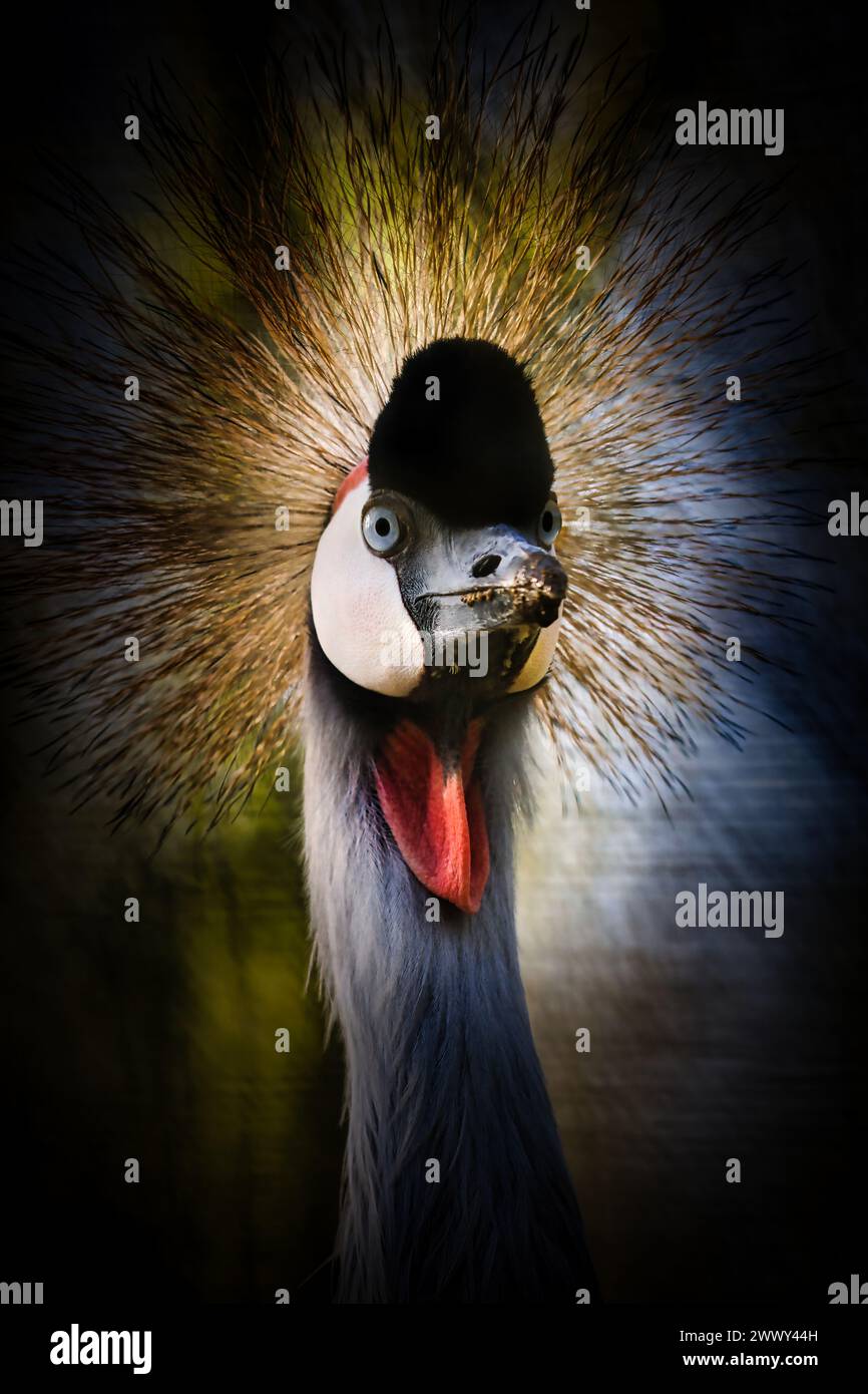 Endangered East African Grey Crowned Crane Stock Photo