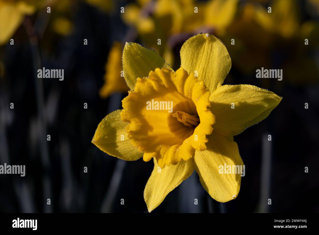 WA25133-00...WASHINGTON - A Yellow Trumpet daffodil growing in a commercial field in the Skagit Valley. Stock Photo