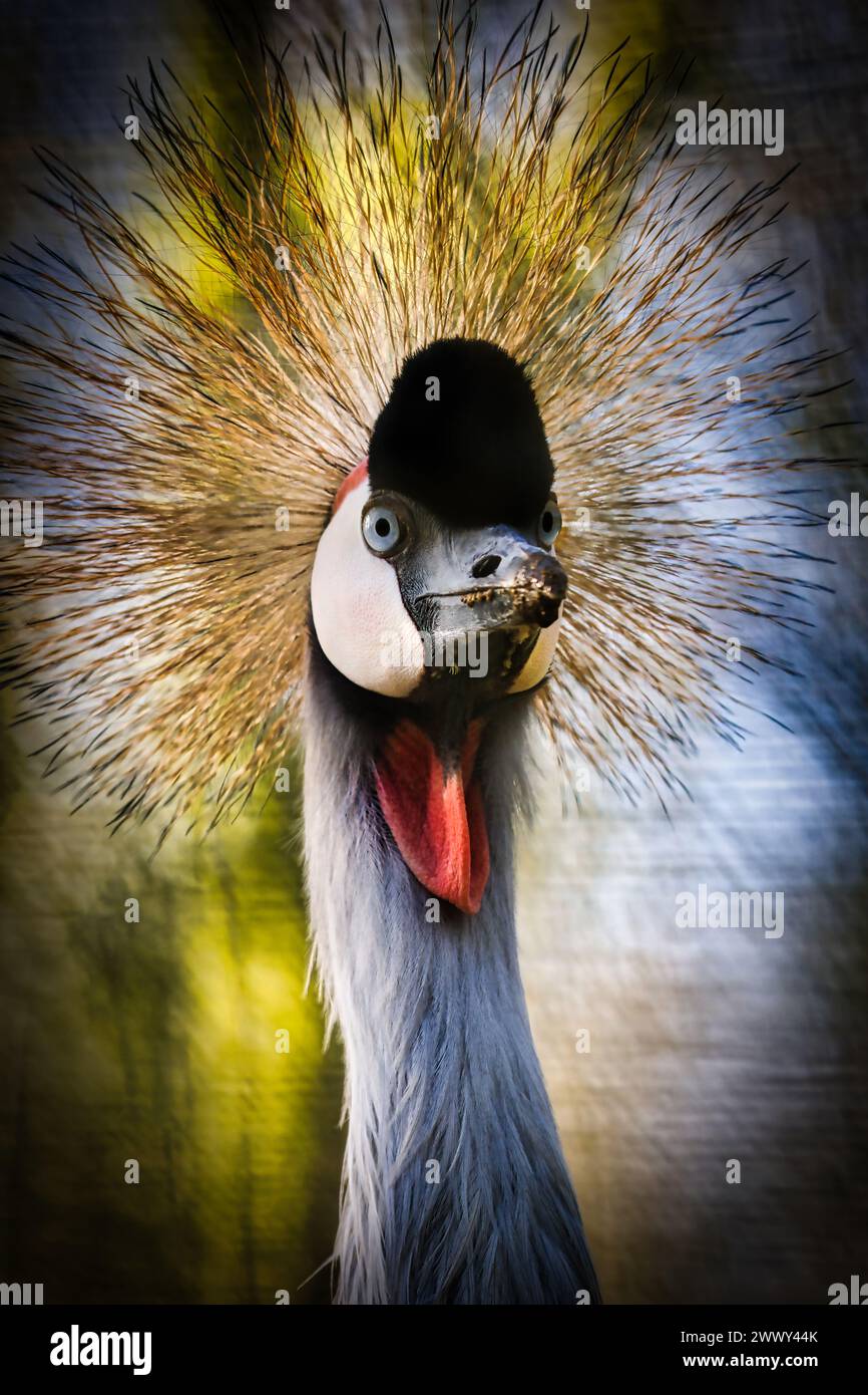 Endangered East African Grey Crowned Crane Stock Photo