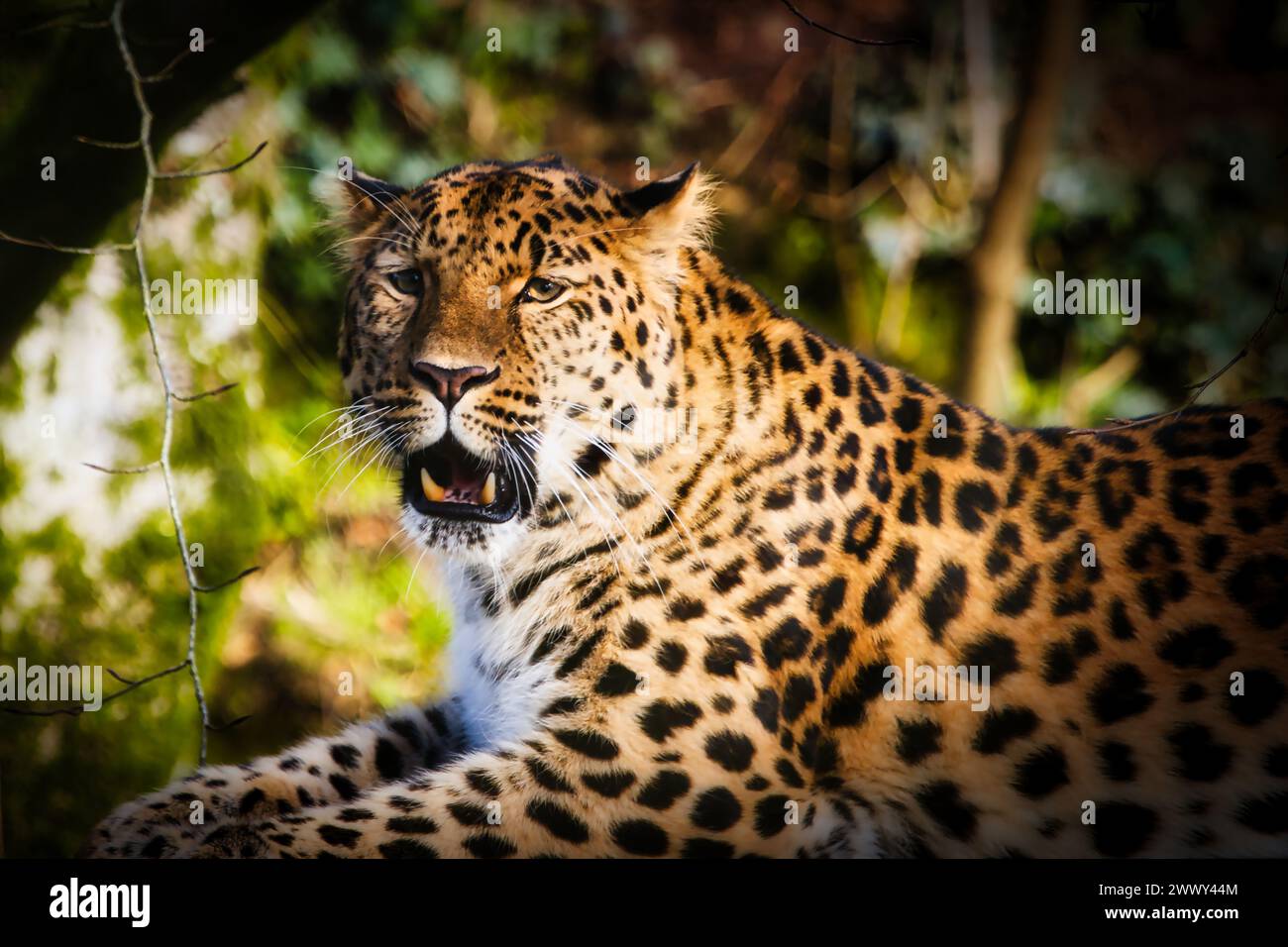 Amir Leopard Stock Photo