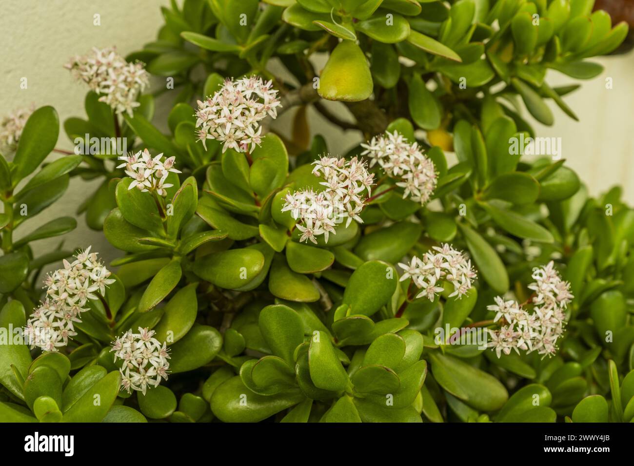 White flowers of a jade plant Stock Photo