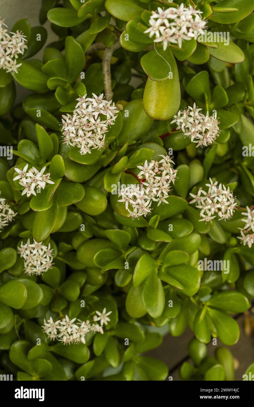 White flowers of a jade green succulent plant Stock Photo