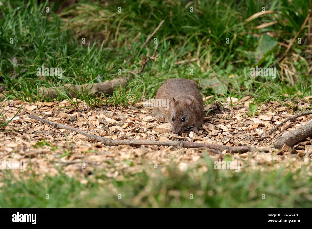 Rat brown Rattus norvegicus, under bird feeder in hide, grey brown fur long scaly tail pointed face small rounded ears pink nose and feet spring UK Stock Photo