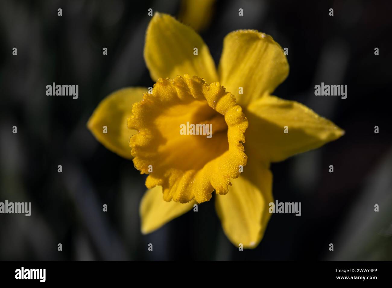 WA25135-00...WASHINGTON - A daffodil in a commercial field in the Skagit Valley near Mount Vernon. Stock Photo