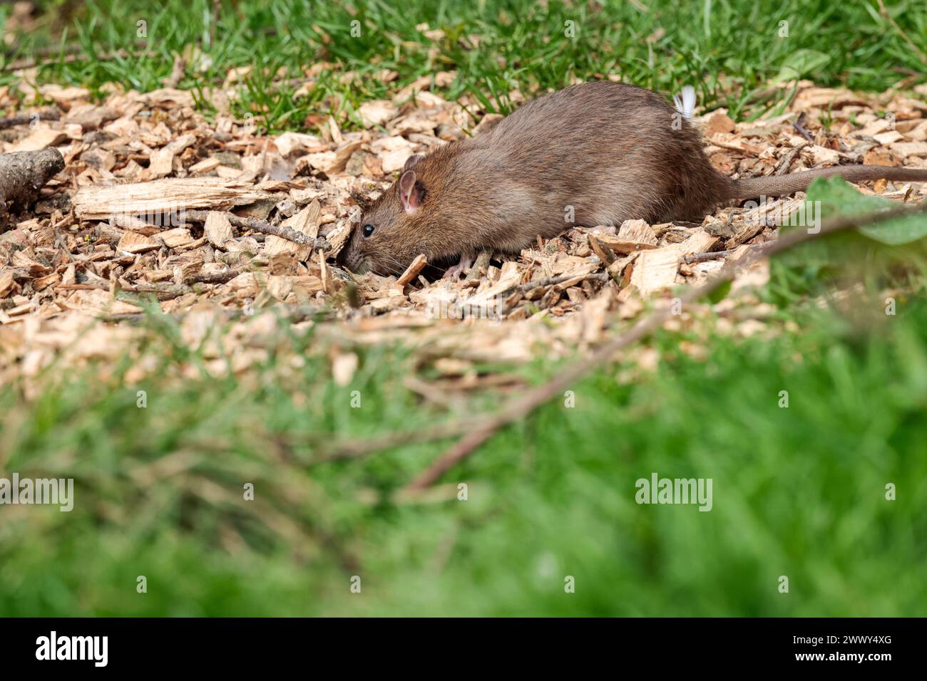 Rat brown Rattus norvegicus, under bird feeder in hide, grey brown fur long scaly tail pointed face small rounded ears pink nose and feet spring UK Stock Photo