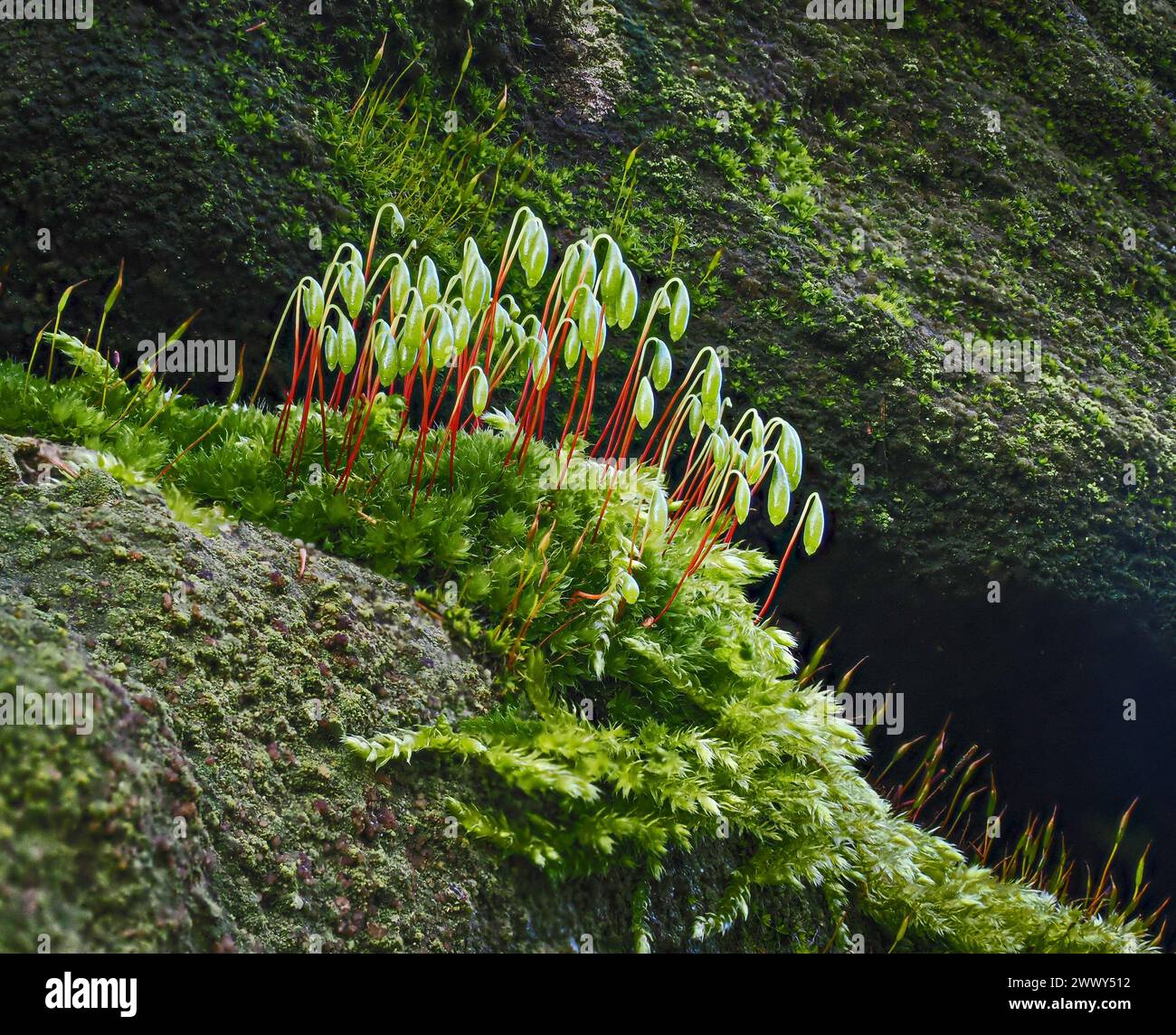 Shiny nodding capsules and red stalks of the moss Pohlia nutans on a damp Derbyshire stone wall UK Stock Photo