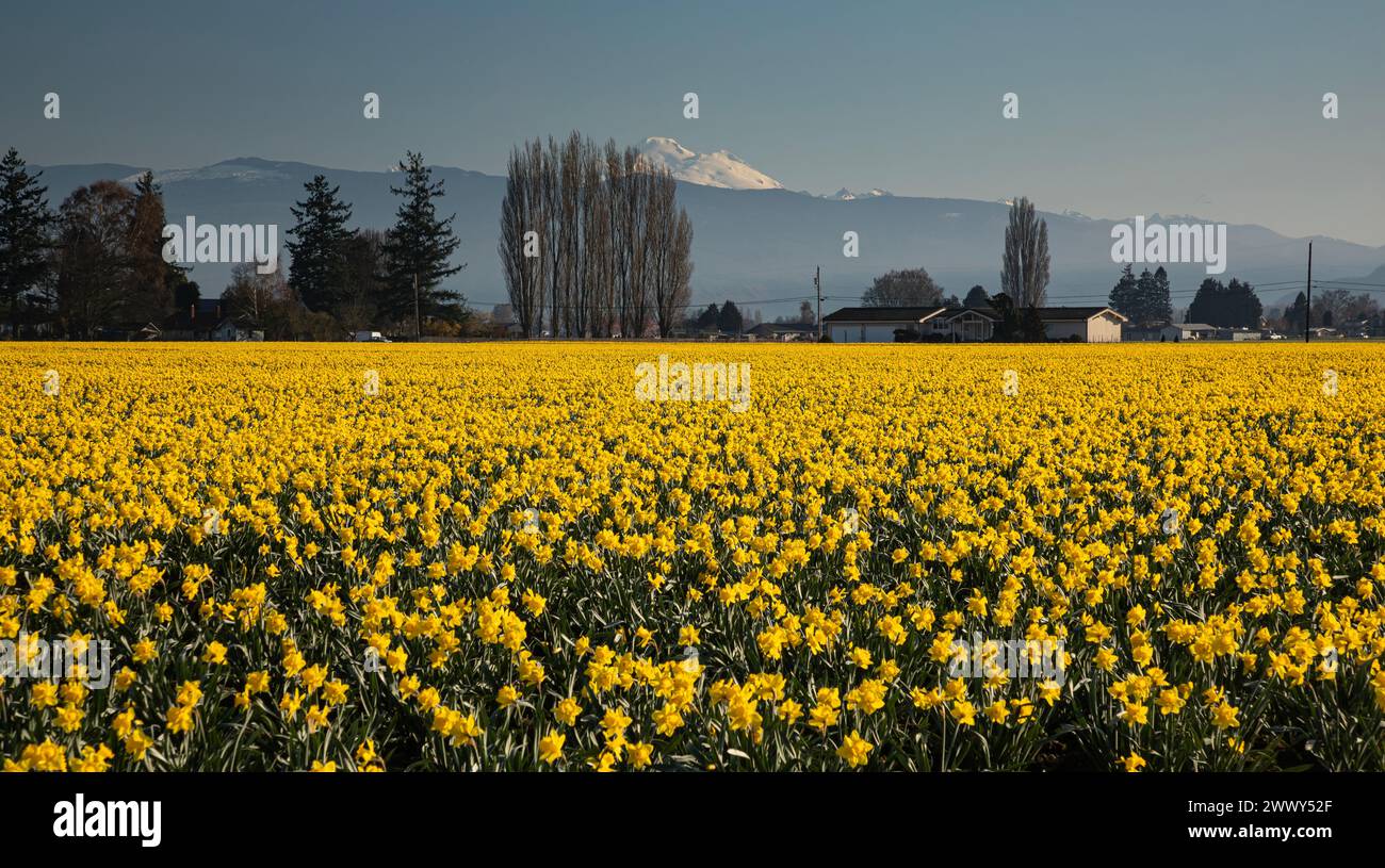 WA25137-00...WASHINGTON - Commercial field of Yellow Trumpet daffodils in Mount Vernon, with Mount Baker in the distance. Stock Photo