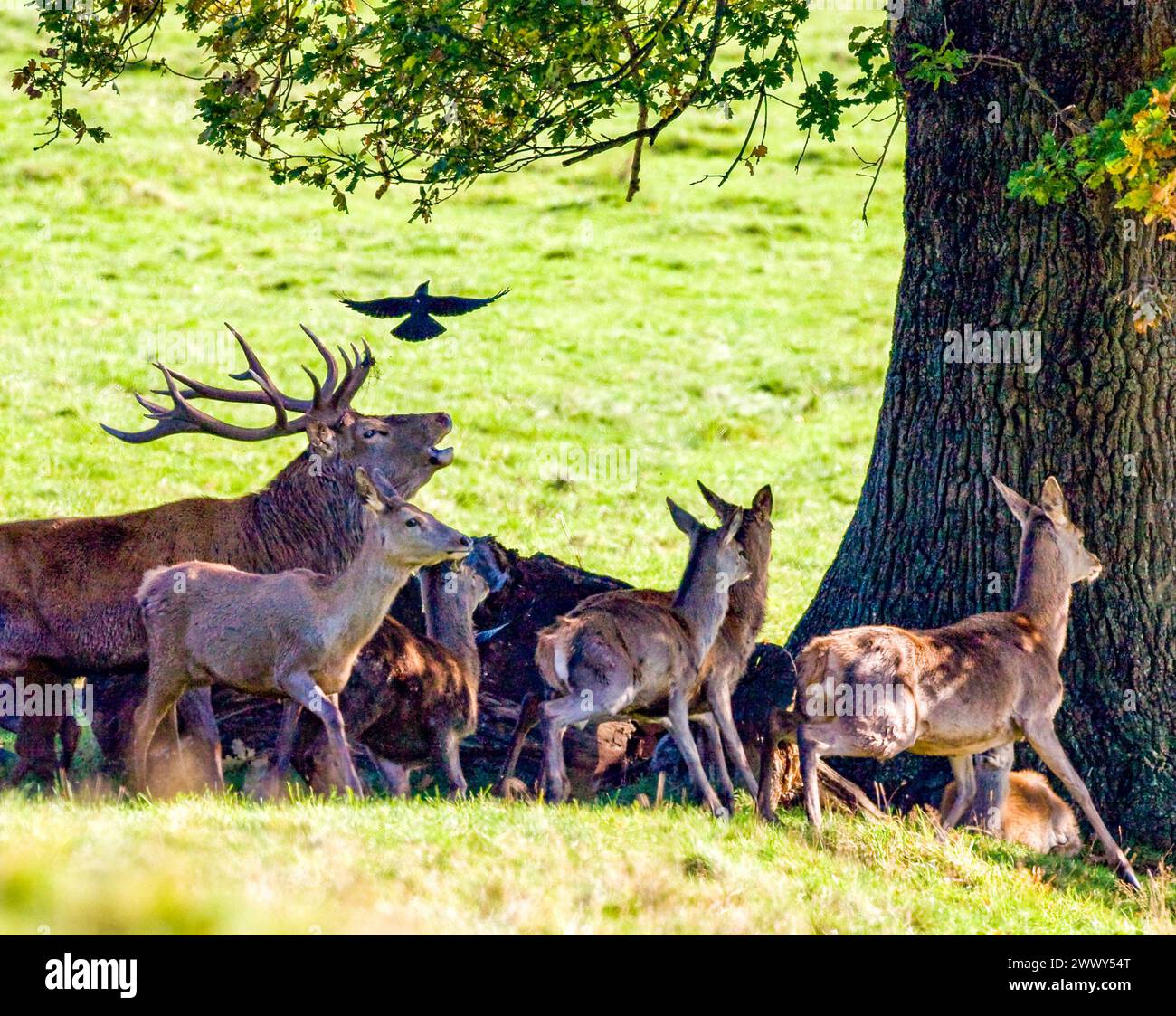 A bellowing Red Deer stag exerts his dominance over a group of hinds and fawns and flushes out a crow at Ashton Court Bristol UK Stock Photo