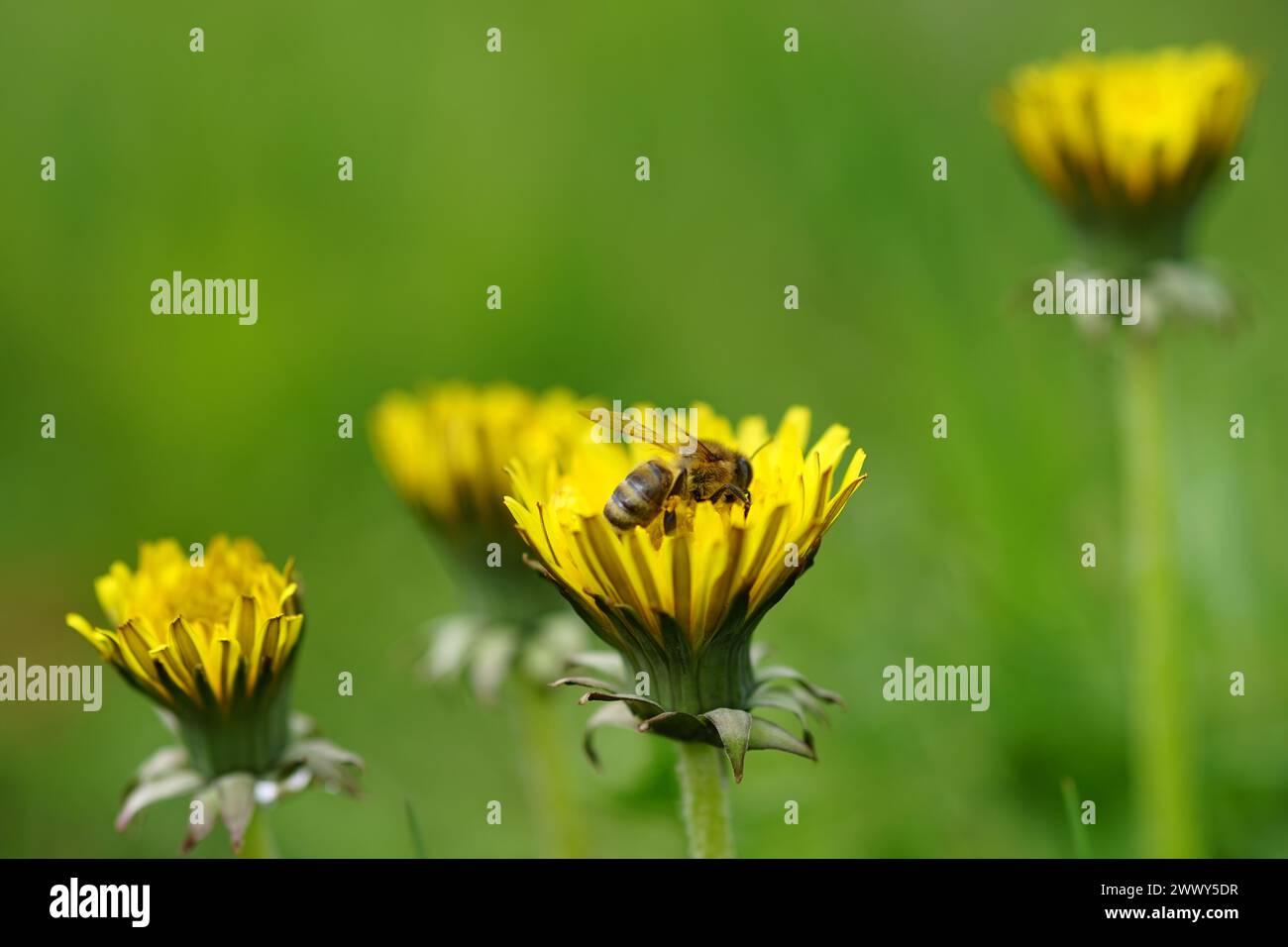 honey bee work on the yellow dandelion in the summer garden, closeup ...