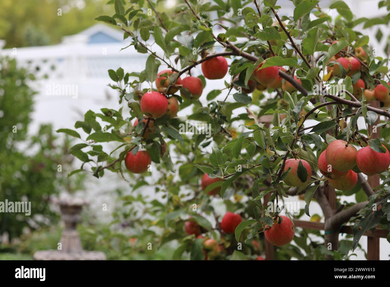 An Espalier Apple Tree with branches laden with a multitude of ripening