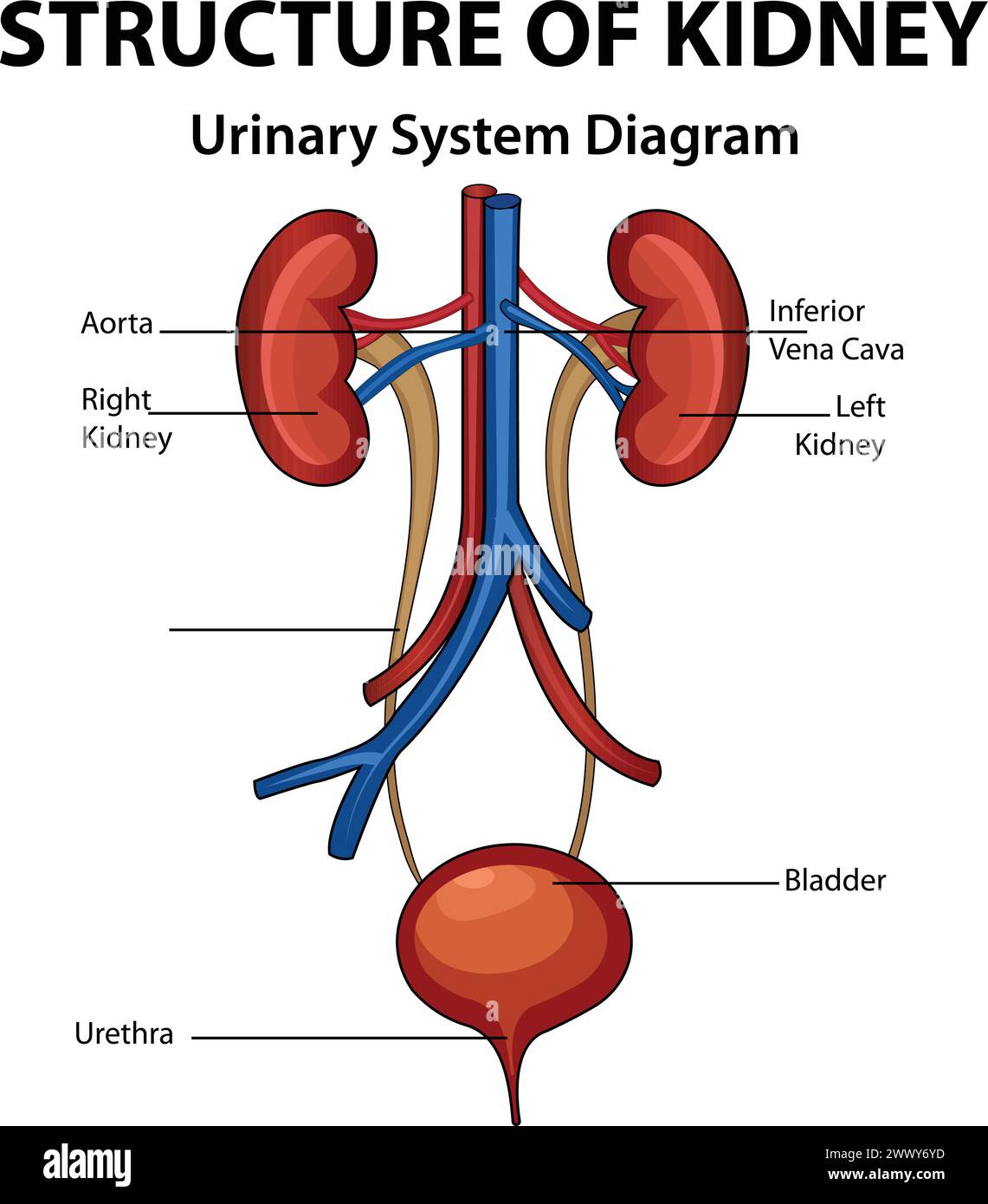 Structure of Kidney, Urinary System Diagram, Medical Education Chart of Biology for Urinary System Diagram. Stock Vector