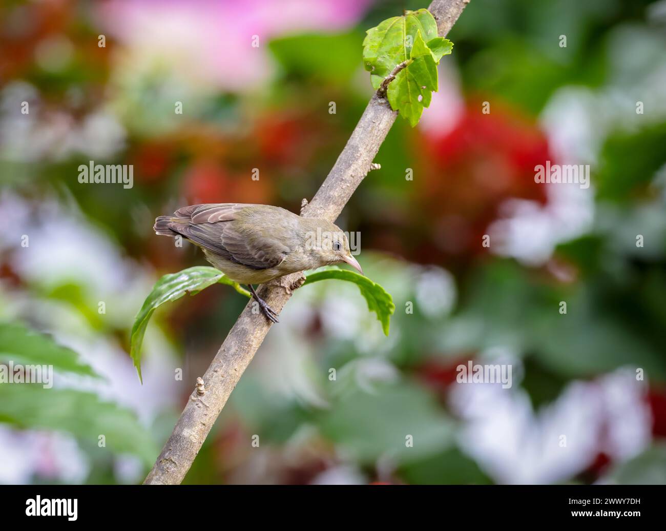 pale-billed flowerpecker or Tickell's flowerpecker is a tiny bird that feeds on nectar and berries, found in India, Sri Lanka and Bangladesh. Stock Photo