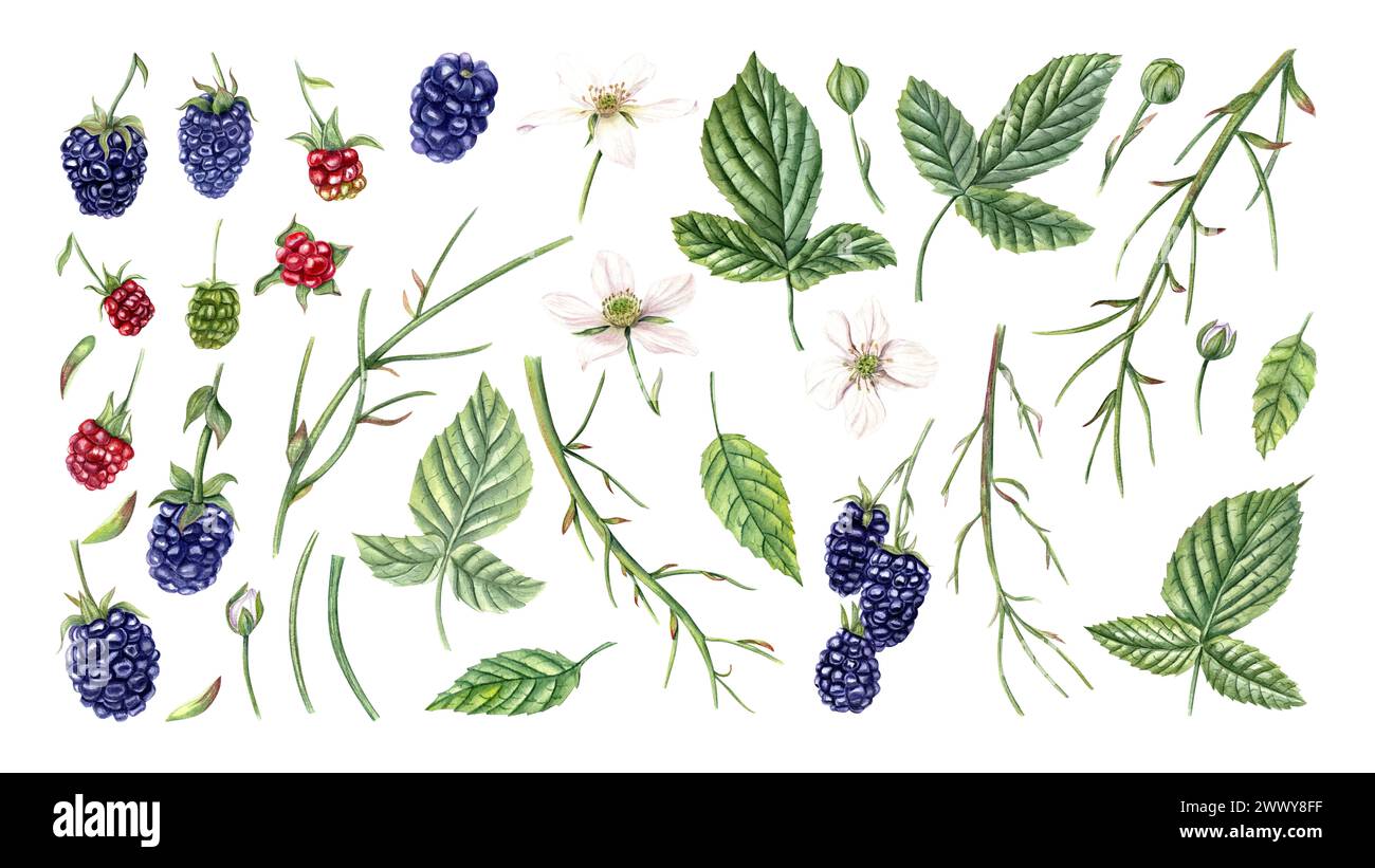 Berries, leaves, flowers, buds. Set of Blackberries for creating ...