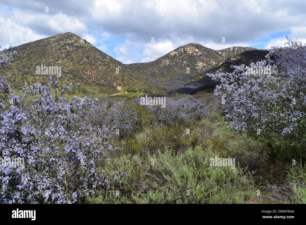 Ceanothus Tomentosus Bloom at Iron Mountain, Poway, California, March 2024 Stock Photo