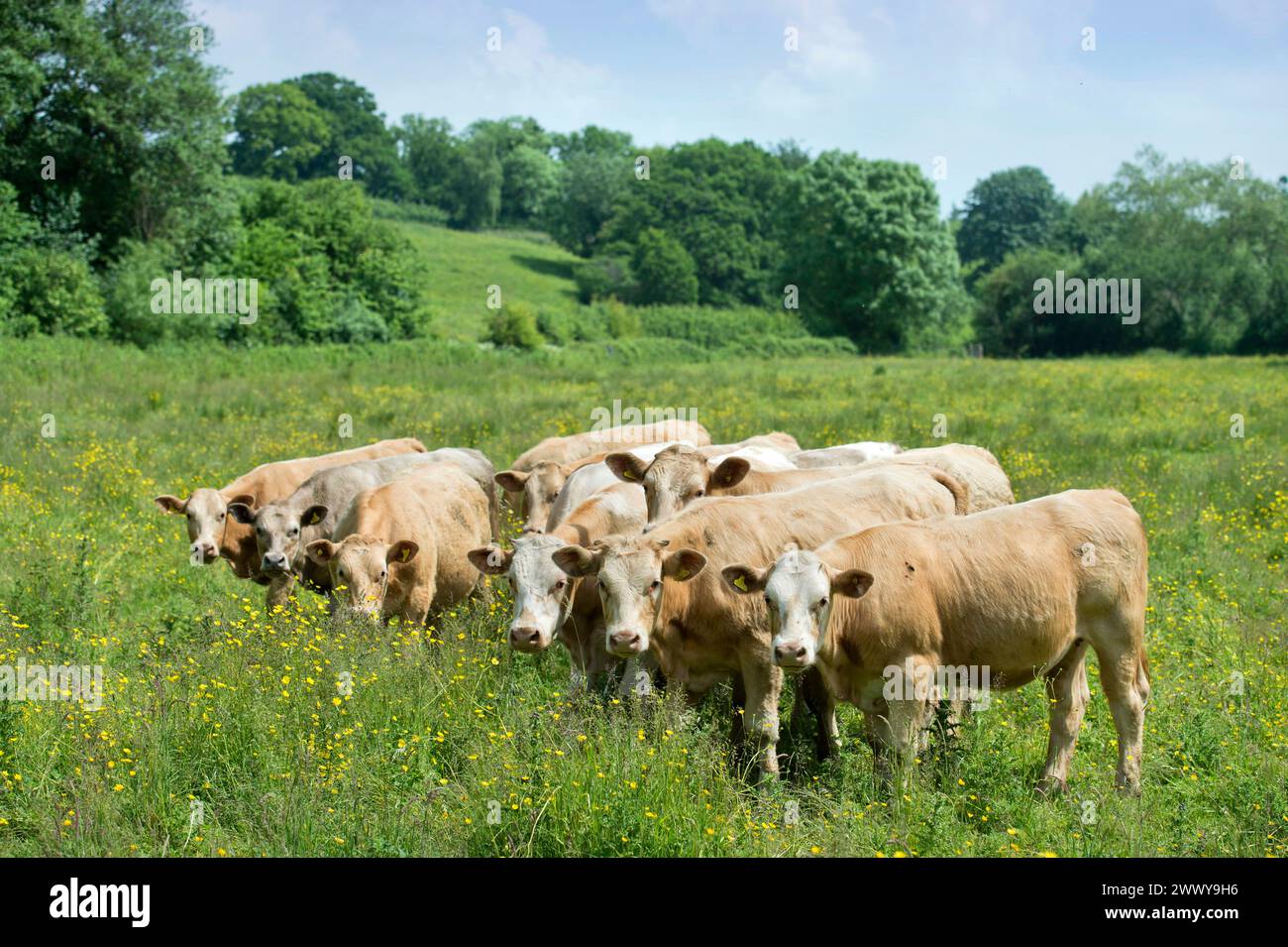 Cattle grazing near the village of Compton Dando, Somerset UK Stock ...