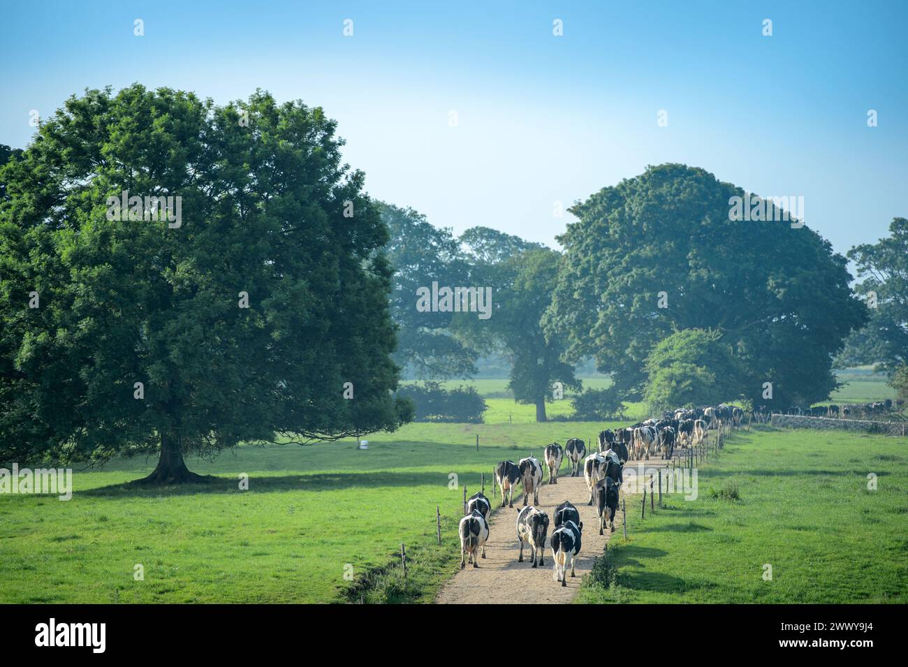 Dairy farm near the village of Ston Easton, Somerset UK Stock Photo