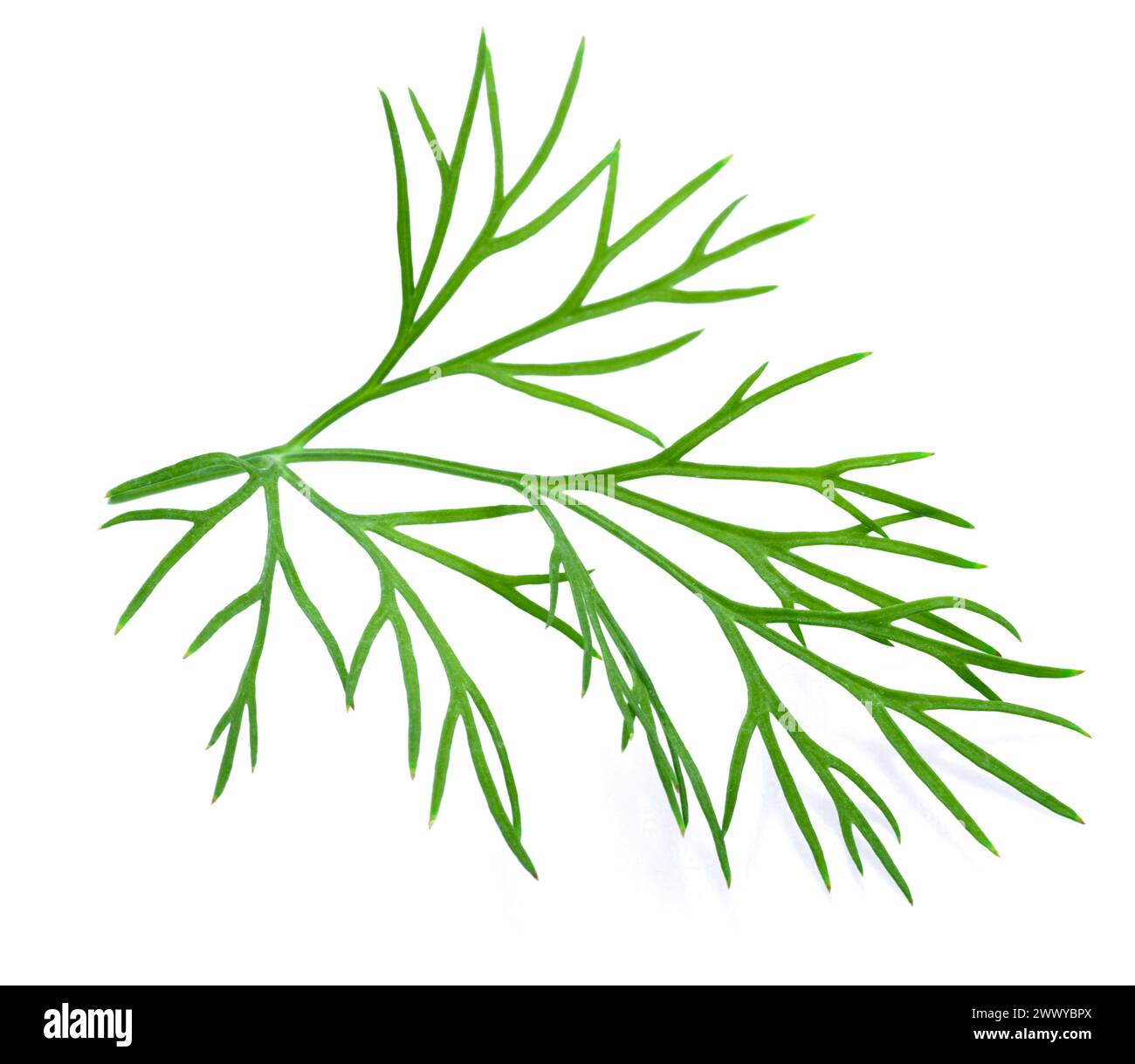 Fresh green dill isolated on white background. Stock Photo