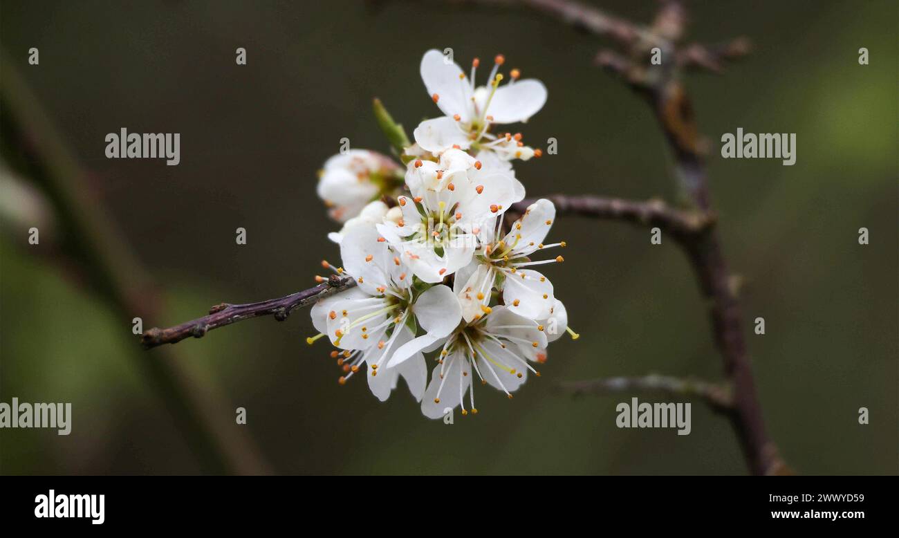 Kinnego, Lough Neagh, County Armagh, Northern Ireland, UK. 26th Mar 2024. UK weather - a drab grey and damp spring day in a cold easterly wind at Lough Neagh. A splash of colour on a grey day from fesh spring blossom. Credit: CAZIMB/Alamy Live News.. Stock Photo