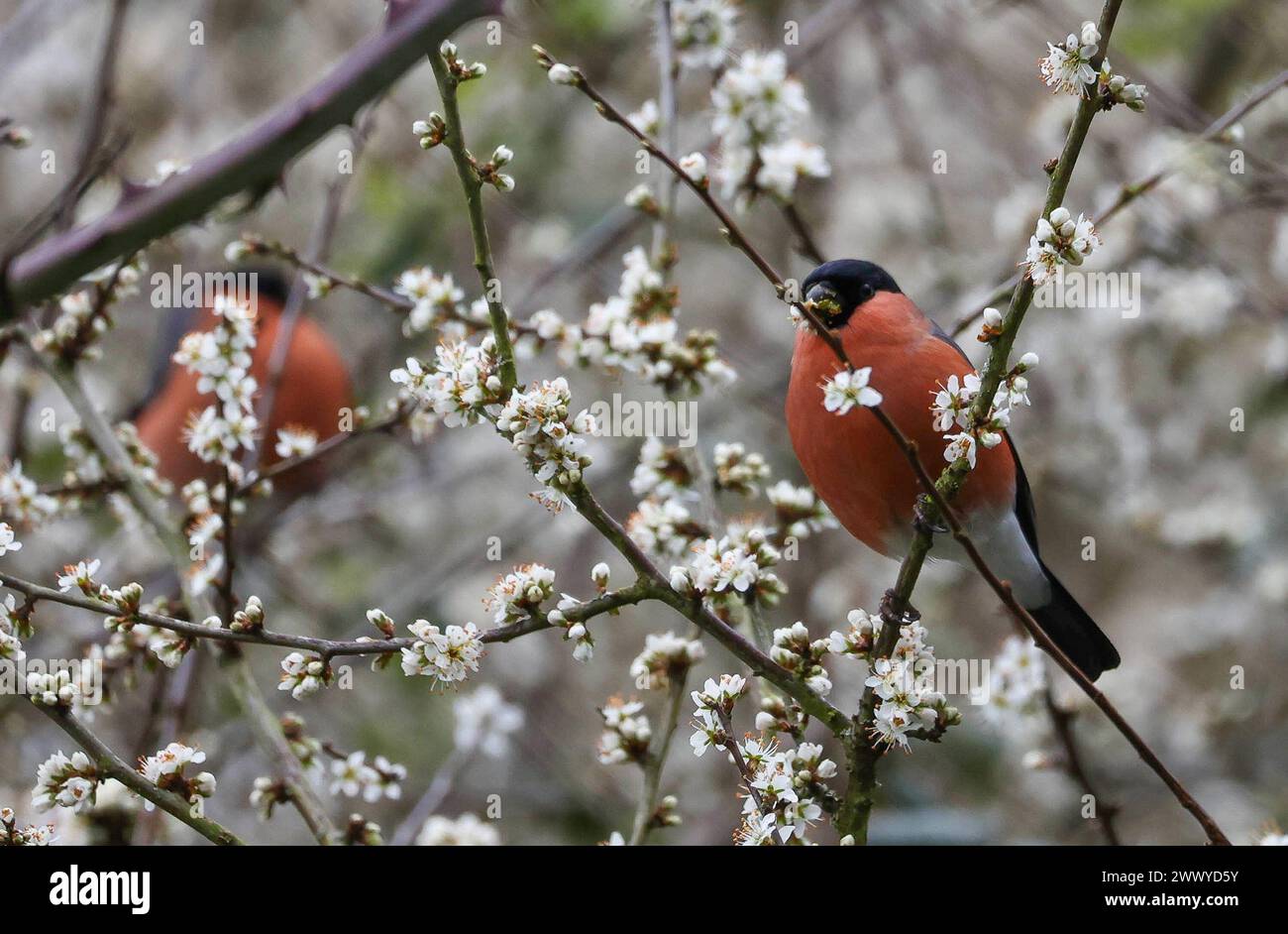 Kinnego, Lough Neagh, County Armagh, Northern Ireland, UK. 26th Mar 2024. UK weather - a drab grey and damp spring day in a cold easterly wind at Lough Neagh. A male bullfinch foraging in fresh spring white blossom. Credit: CAZIMB/Alamy Live News.. Stock Photo