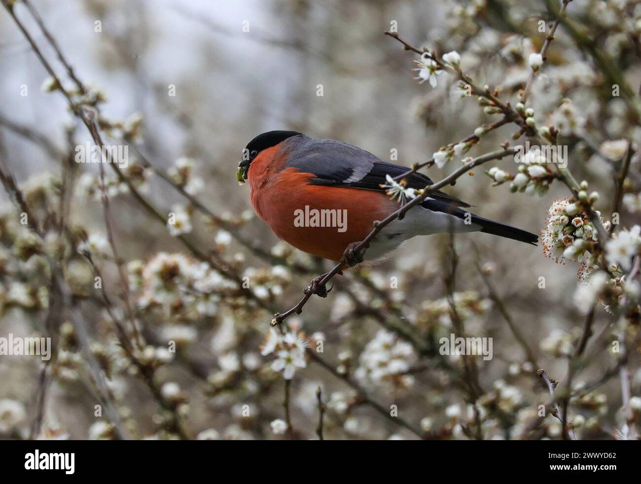 Kinnego, Lough Neagh, County Armagh, Northern Ireland, UK. 26th Mar 2024. UK weather - a drab grey and damp spring day in a cold easterly wind at Lough Neagh. A male bullfinch foraging in fresh spring white blossom. Credit: CAZIMB/Alamy Live News.. Stock Photo
