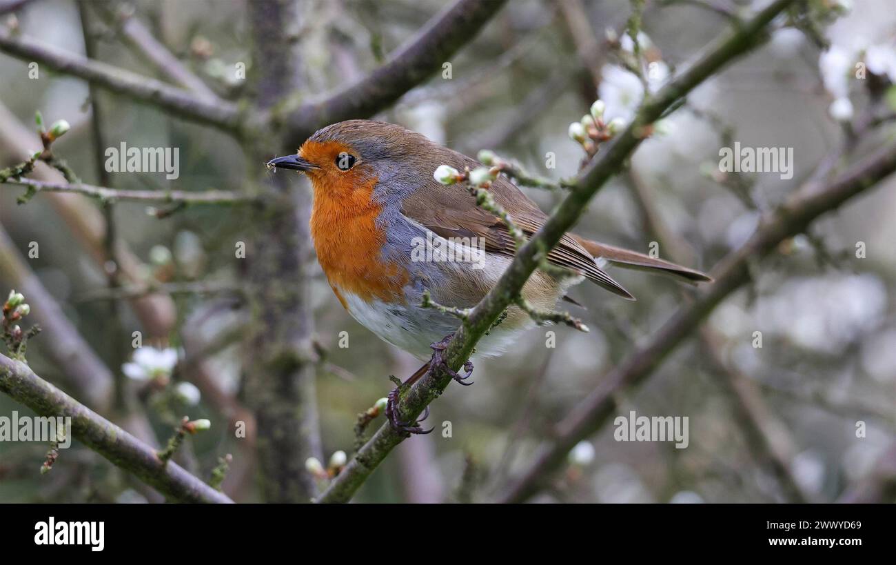 Kinnego, Lough Neagh, County Armagh, Northern Ireland, UK. 26th Mar 2024. UK weather - a drab grey and damp spring day in a cold easterly wind at Lough Neagh. A robin stands out amonst spring blossom on a grey spring day. Credit: CAZIMB/Alamy Live News.. Stock Photo