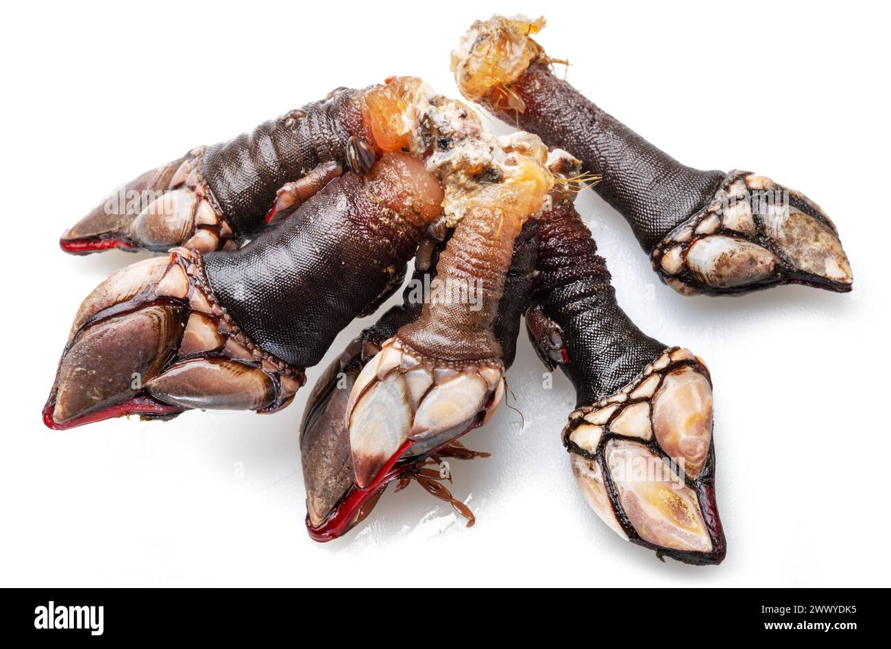 Raw goose barnacles close up isolated on white background. Stock Photo