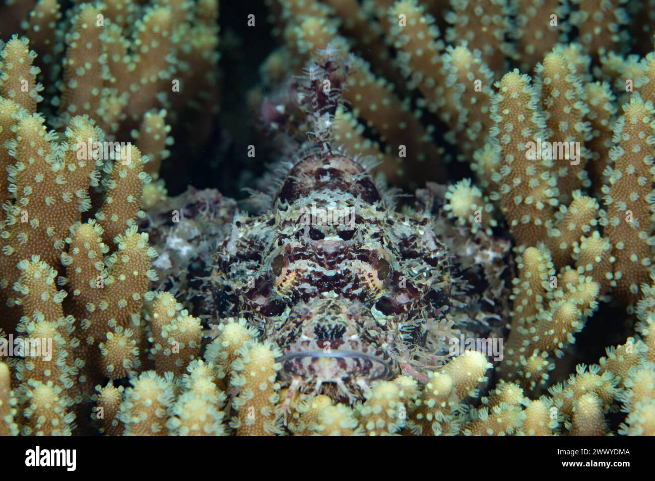 A well-camouflaged scorpionfish, Scorpaenopsis sp., waits amid soft coral tentacles to ambush unwary prey on a coral reef in Raja Ampat, Indonesia. Stock Photo