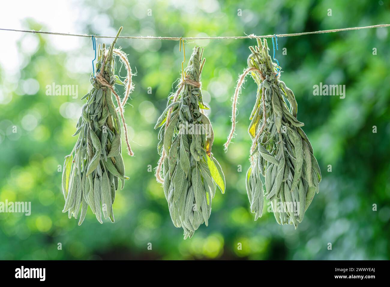 Bunch of  green sage leaves drying on air. Herbs for medicine, aromatherapy and fumigation. Stock Photo