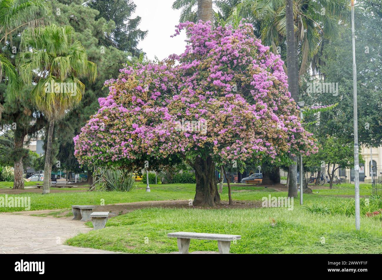 Pink lapacho (Handroanthus impetiginosus) in the Plaza Belgrano in San ...