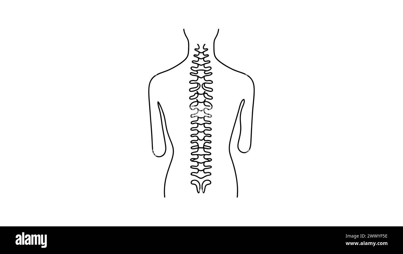 Spine Line Vector Spine one line on white background, simple sketch of part of skeleton ...