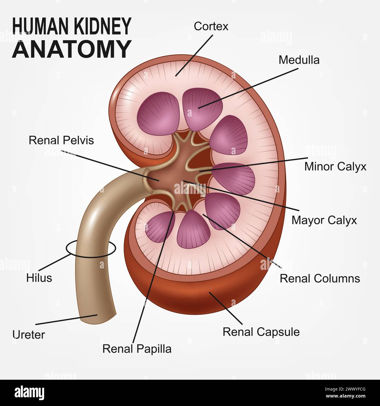 Human Kidney Anatomy Realistic. Vector Illustration Stock Vector