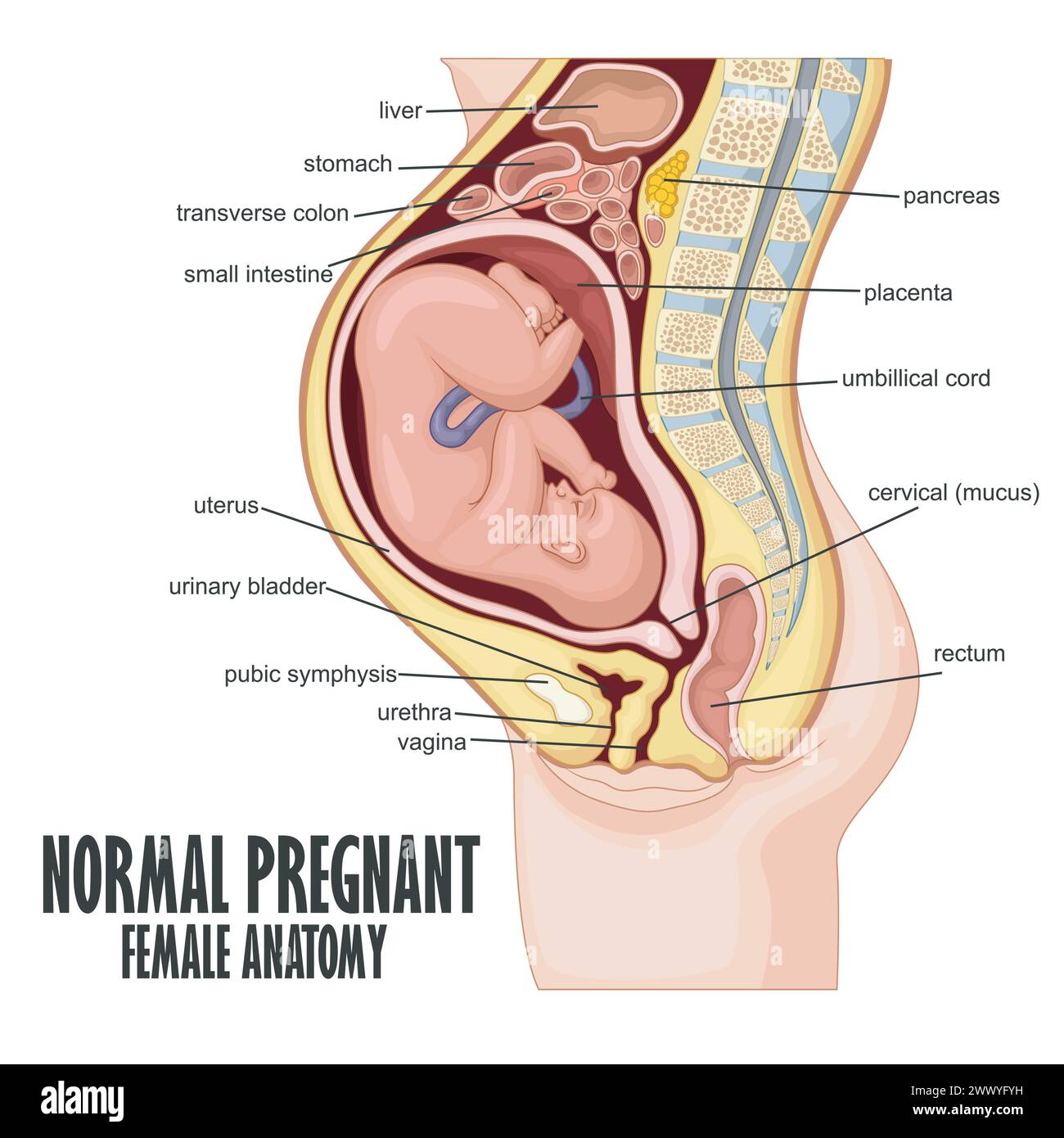 Normal Pregnant female anatomy, Vector Illustration Stock Vector