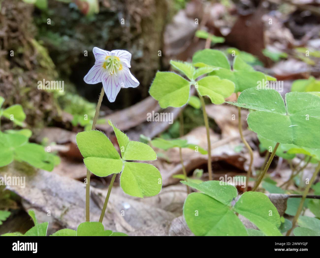 Oxalis acetosella white flower with pink venation and trifoliate leaves. Wood sorrel or common wood sorrel plant in the forest near Salas,Asturias,Spa Stock Photo